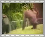 funny videos.com. Funny Video